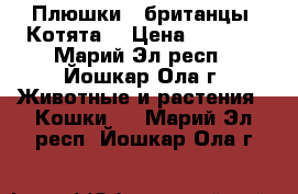 Плюшки - британцы. Котята. › Цена ­ 2 500 - Марий Эл респ., Йошкар-Ола г. Животные и растения » Кошки   . Марий Эл респ.,Йошкар-Ола г.